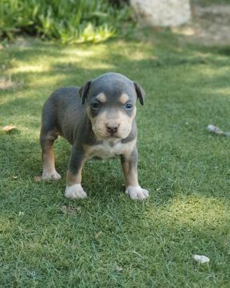 american Pitbull 
