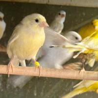 Canarini ARLECCHINO PORTOGHESE & SPAGNOLI