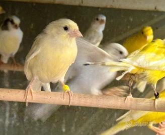Canarini ARLECCHINO PORTOGHESE & SPAGNOLI