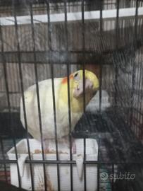 Pappagallo calopsite maschio