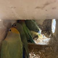 Inseparabili giovanissimi