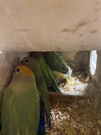 Inseparabili giovanissimi