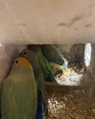 Inseparabili giovanissimi