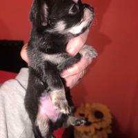 Chihuahua maschio super bello nero puro