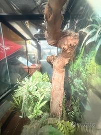 Terrario per camaleonte o vari