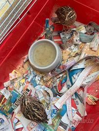 Coppia di quaglia giapponese