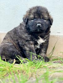Cuccioli pastore del caucaso