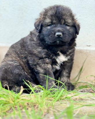 Cuccioli pastore del caucaso