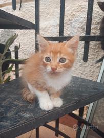 Gattini da adottare
