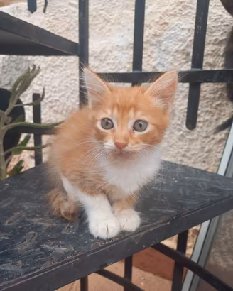 Gattini da adottare