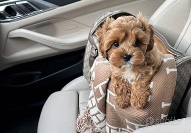 Giada Maltipoo toy . PAGAMENTO RATE