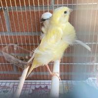 Canarini padovani arricciati