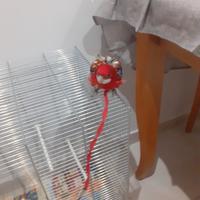 Tolgo via pappagalli