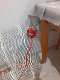 Tolgo via pappagalli