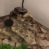 Acquario per pesci o tartarughe 