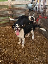 Cuccioli border collie