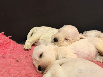 Cuccioli schnauzer nano bianco