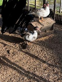 Anatre mute e germani