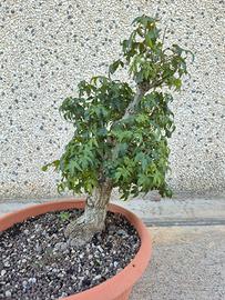 Pre bonsai acero palmato