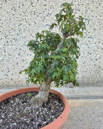 Pre bonsai acero palmato