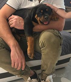 Rottweiler