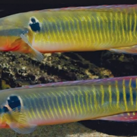 Pesci crenicicla stingata