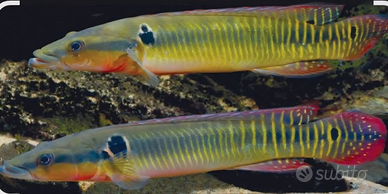 Pesci crenicicla stingata