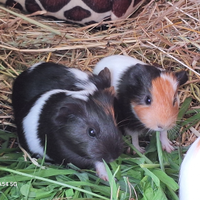 Dono maialini d'india, cavie