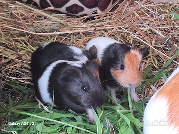 Dono maialini d'india, cavie