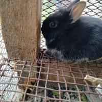 Coniglio nano testa di leone