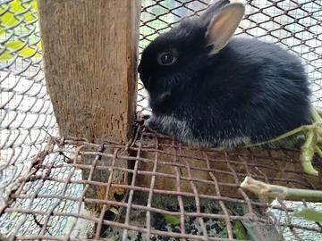 Coniglio nano testa di leone