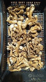 topinambur bianchi carciofo di gerusalemme