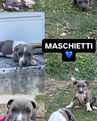 Amstaff Blu Nose