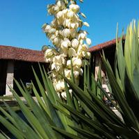 Yucca