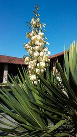 Yucca