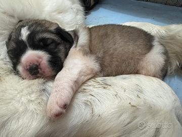 Cucciolo Mastino dei Pirenei