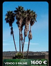  palme washingoton8a robusta  piu di 10 m alta