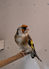 Cardellino Mayor favato