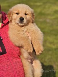 Golden retriever americani - cuccioli