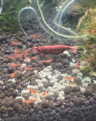 Neocaridina Red Cherry