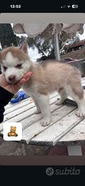 Cuccioli siberian husky