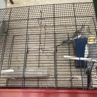 Pappagalli calopsita