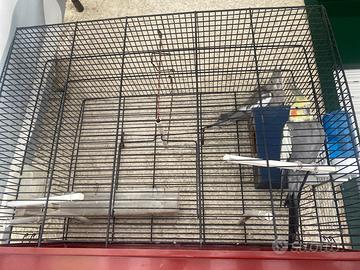 Pappagalli calopsita