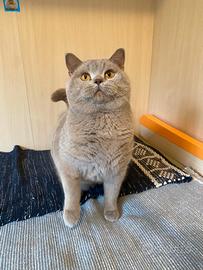 British shorthair per monta