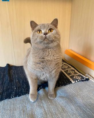 British shorthair per monta