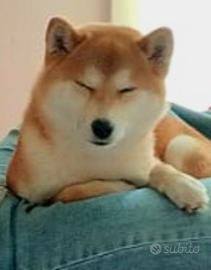 Shiba inu