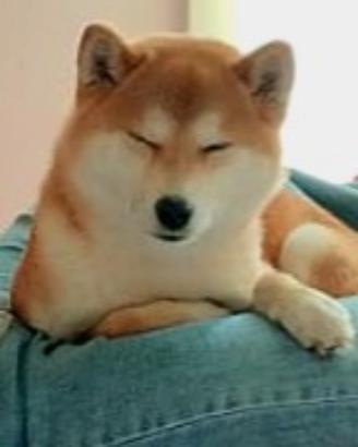 Shiba inu
