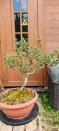 Rosmarino Bonsai