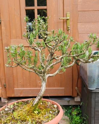 Rosmarino Bonsai
