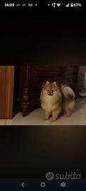 Spitz maschio